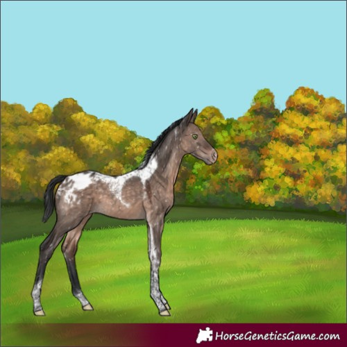 Horse Color:Brown Dun Mushroom Tobiano Appaloosa 