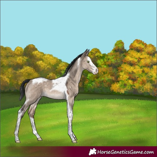 Horse Color:Brown Dun Mushroom Splash Tobiano Appaloosa 