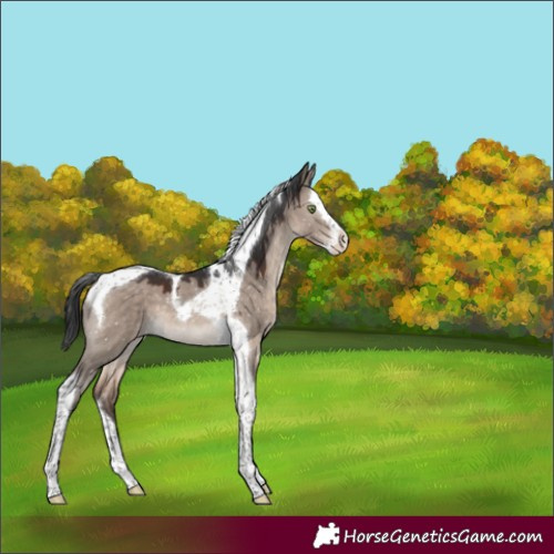 Horse Color:Brown Dun Mushroom Splash Tobiano Appaloosa 