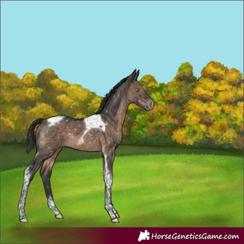 Horse Color:Brown Dun Mushroom Tobiano Appaloosa 