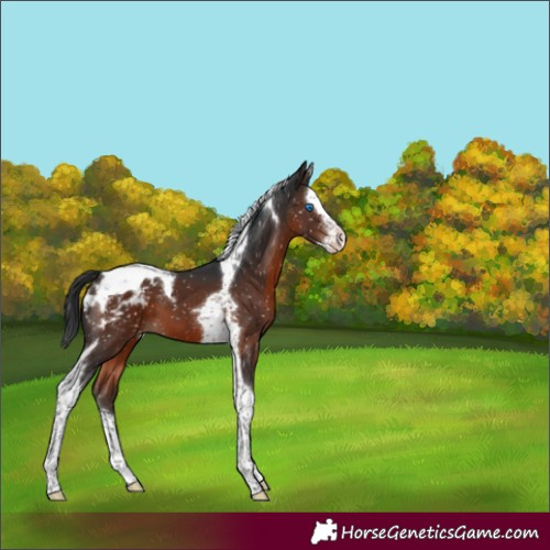 Horse Color:Brown Mushroom Splash Tobiano Appaloosa 