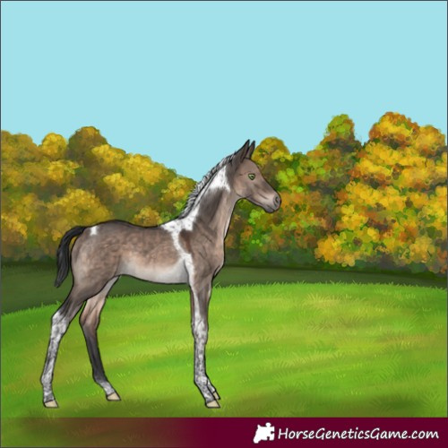 Horse Color:Brown Dun Mushroom Tobiano 