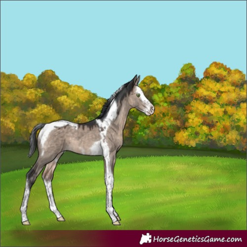 Horse Color:Brown Dun Mushroom Splash Tobiano 