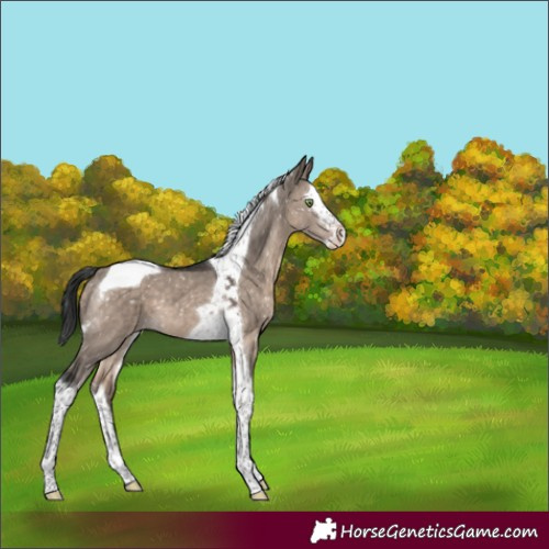 Horse Color:Brown Dun Mushroom Splash Tobiano Appaloosa 