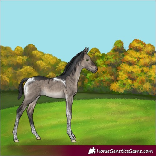 Horse Color:Brown Dun Mushroom Tobiano 