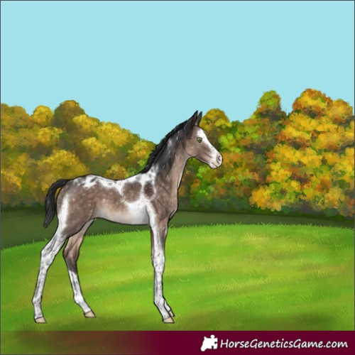 Horse Color:Brown Dun Mushroom Splash Tobiano Appaloosa 