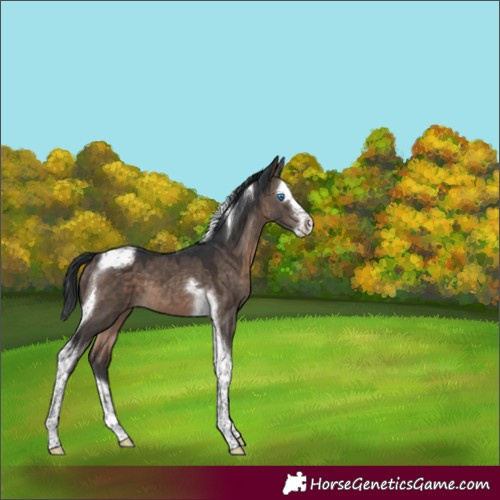 Horse Color:Brown Dun Mushroom Splash Tobiano 