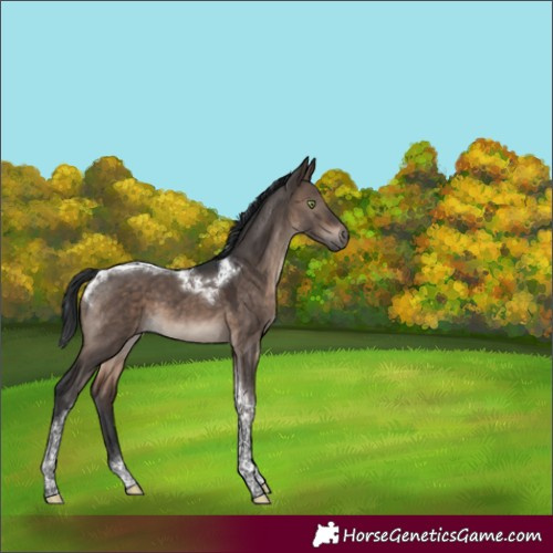 Horse Color:Brown Dun Mushroom Tobiano 
