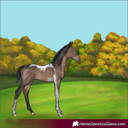 Horse Color:Brown Dun Mushroom Tobiano 