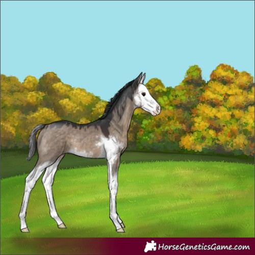 Horse Color:Brown Dun Sabino Splash 