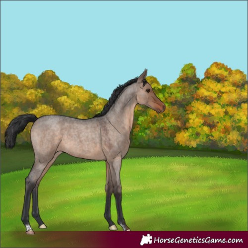 Horse Color:Brown Roan Dun 