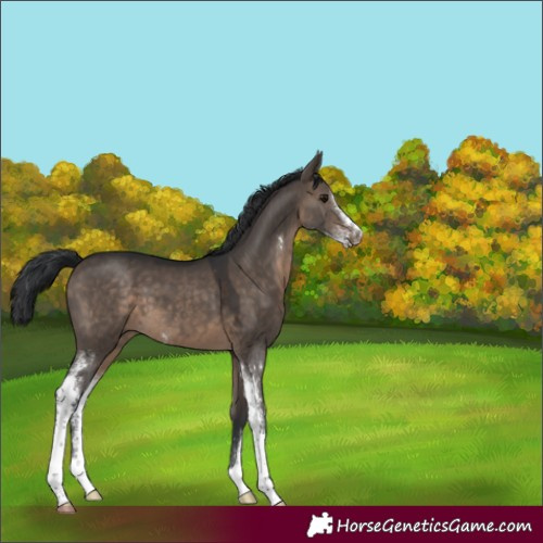 Horse Color:Brown Dun Sabino 