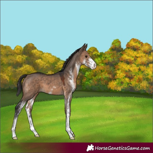 Horse Color:Brown Dun Sabino 