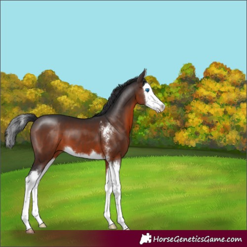 Horse Color:Brown Sabino Splash 