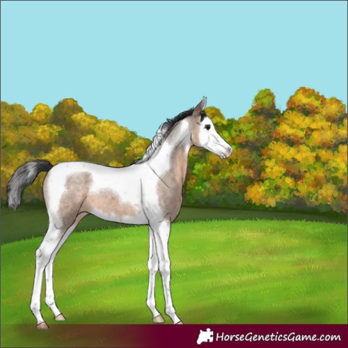 Horse Color:Brown Roan Dun Splash Tobiano 