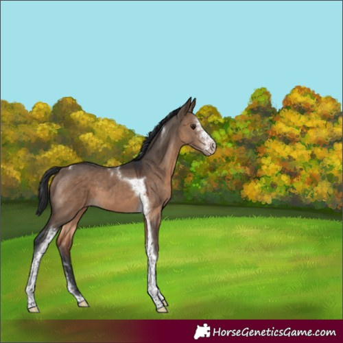 Horse Color:Brown Dun Sabino Tobiano 