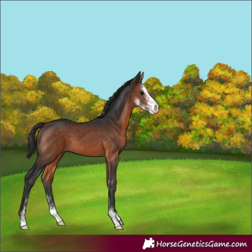 Horse Color:Brown Sabino 