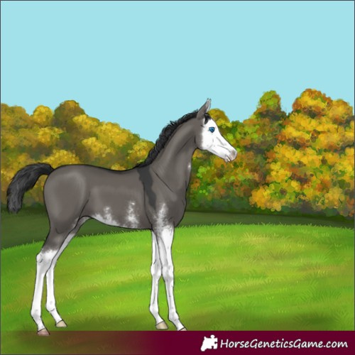 Horse Color:Grullo Sabino Splash 