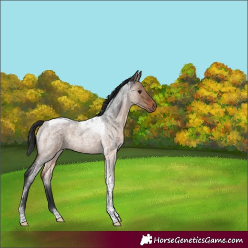 Horse Color:Brown Roan Dun Tobiano 