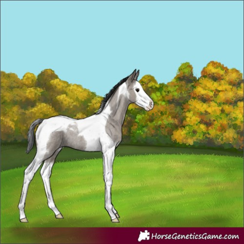 Horse Color:Grullo Roan Splash Tobiano 
