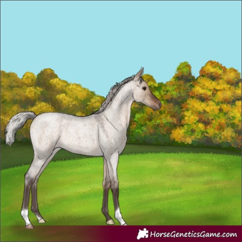 Horse Color:Silver Brown Roan Dun 