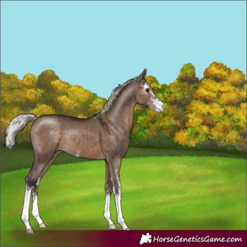 Horse Color:Silver Brown Dun Sabino 