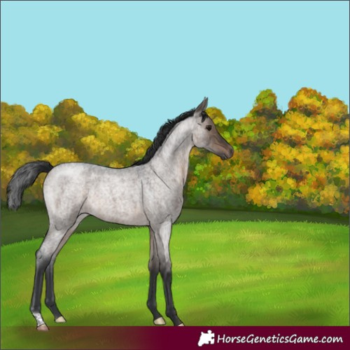Horse Color:Brown Roan Dun 