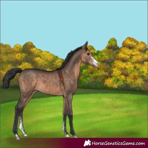 Horse Color:Brown Dun Sabino 
