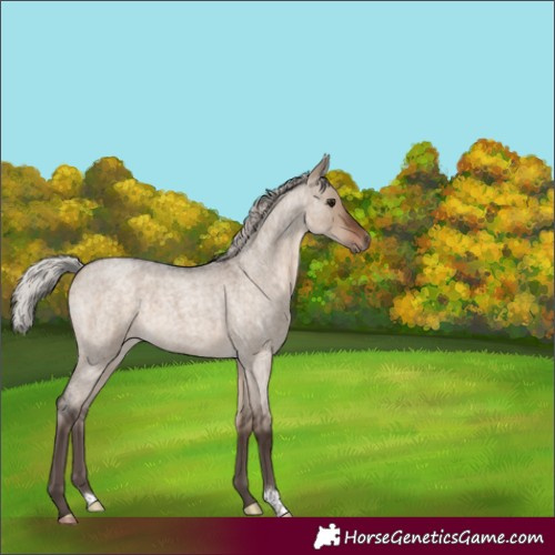 Horse Color:Silver Brown Roan Dun 