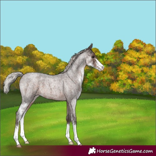 Horse Color:Silver Brown Roan Sabino 