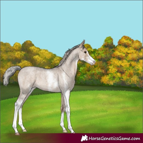 Horse Color:Silver Brown Roan Dun Sabino 