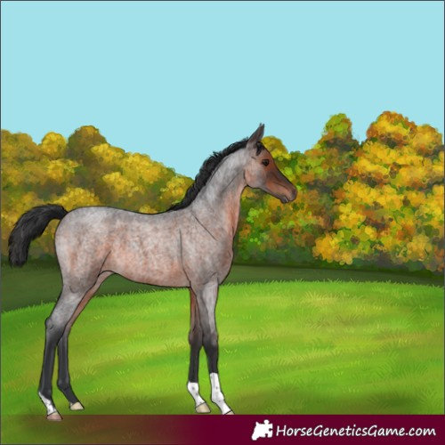 Horse Color:Brown Roan 