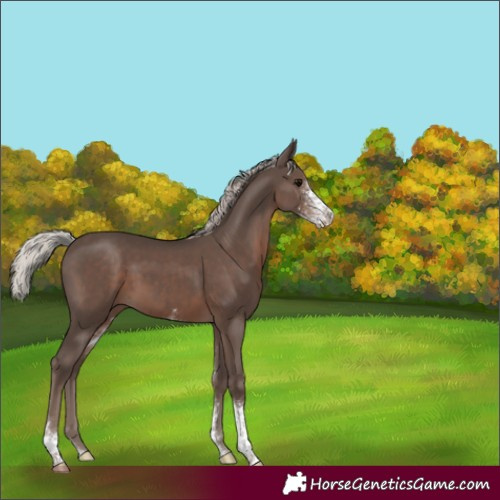 Horse Color:Silver Black Sabino 