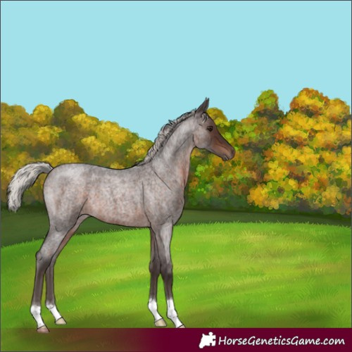 Horse Color:Silver Brown Roan 