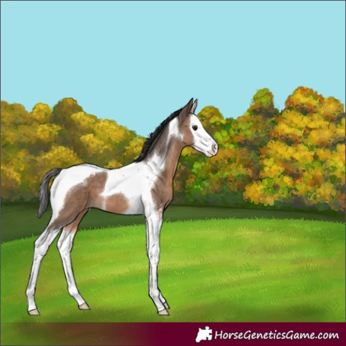 Horse Color:Brown Dun Sabino Splash Tobiano Appaloosa 