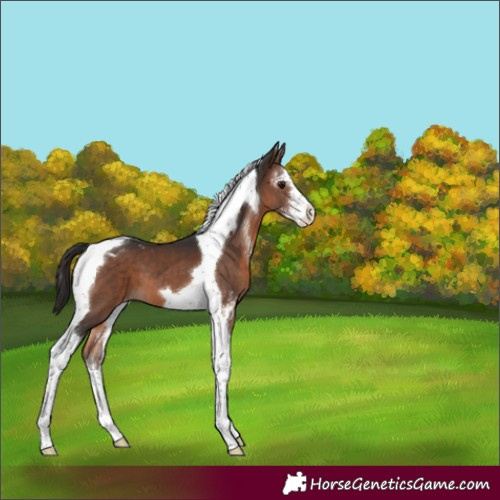Horse Color:Brown Sabino Tobiano Varnish 