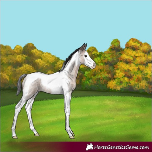 Horse Color:Brown Roan Dun Splash Tobiano Appaloosa 