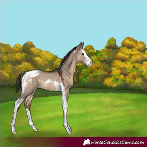 Horse Color:Brown Dun Sabino Splash Tobiano Appaloosa 