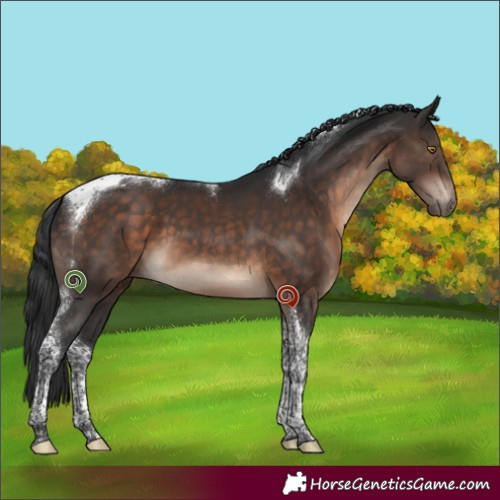 Horse Color:Brown Tobiano