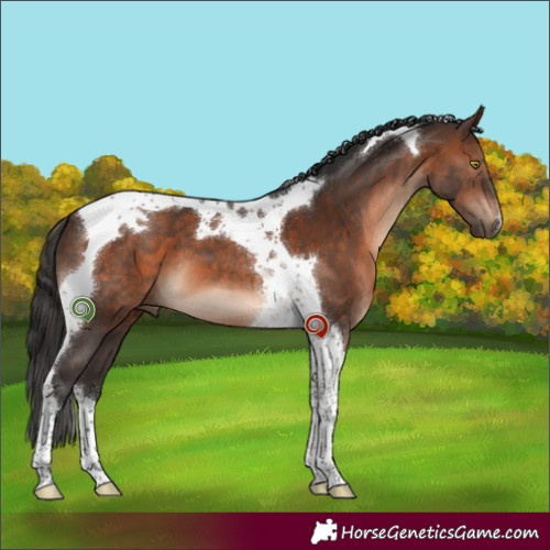 Horse Color:Brown Tobiano