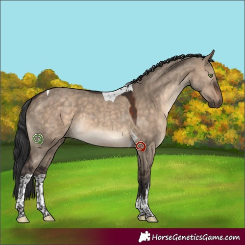 Horse Color:White Spotted Brown Dun Tobiano