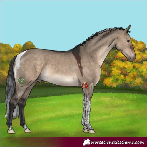 Horse Color:Brown Dun Tobiano 