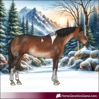 Horse Color:White Spotted Bay Tobiano