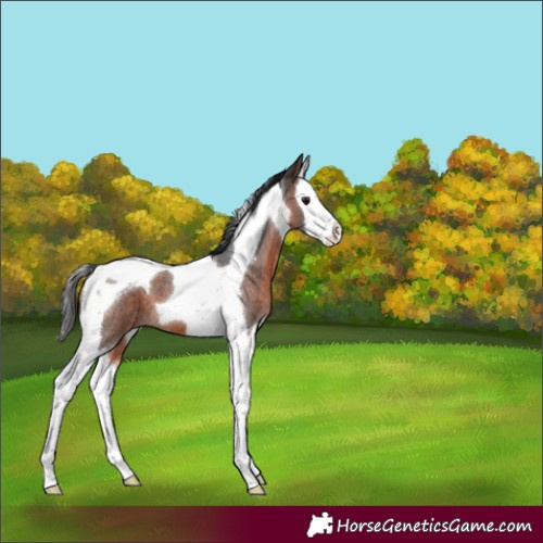 Horse Color:Brown Roan Splash Tobiano 