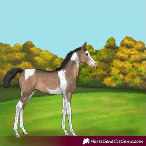 Horse Color:Brown Dun Sabino Splash Tobiano 