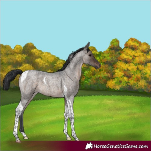 Horse Color:Brown Roan Dun Tobiano 