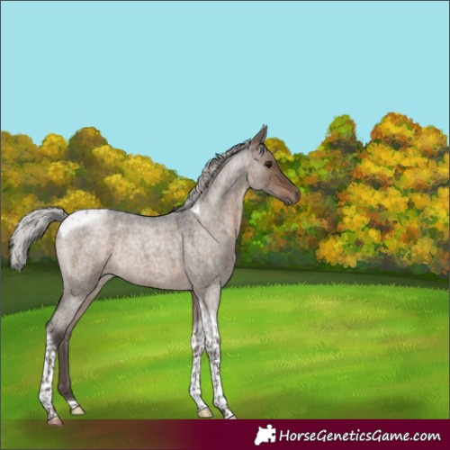 Horse Color:Silver Brown Roan Dun Tobiano 