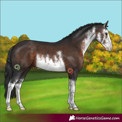 Horse Color:White Spotted Brown 