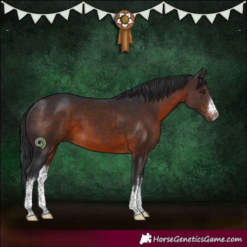 Horse Color:White Spotted Brown