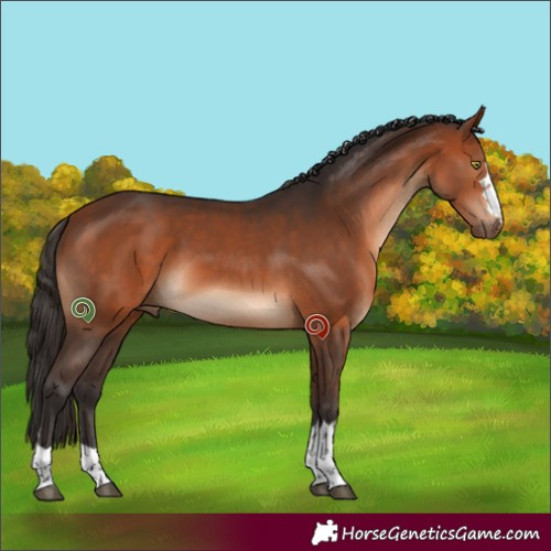 Horse Color:Bay 